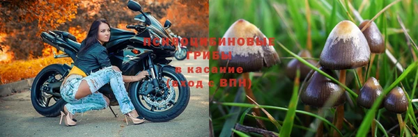 стаф Алзамай